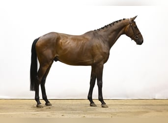 Zangersheider, Hongre, 4 Ans, 171 cm, Bai