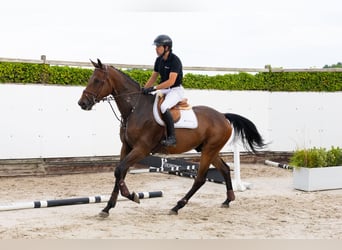 Zangersheider, Hongre, 4 Ans, 171 cm, Bai