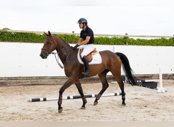 Zangersheider, Hongre, 4 Ans, 171 cm, Bai