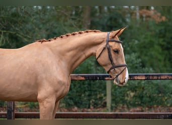 Zangersheider, Hongre, 4 Ans, 171 cm