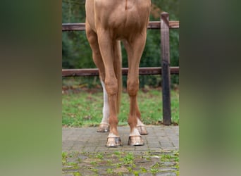 Zangersheider, Hongre, 4 Ans, 171 cm