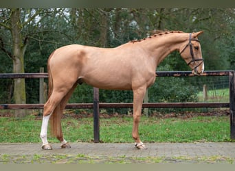 Zangersheider, Hongre, 4 Ans, 171 cm