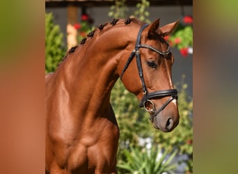 Zangersheider, Hongre, 4 Ans, 172 cm, Alezan