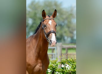 Zangersheider, Hongre, 4 Ans, 172 cm, Bai