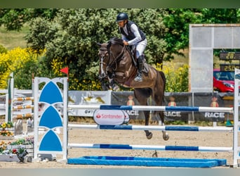 Zangersheider, Hongre, 4 Ans, 172 cm, Bai