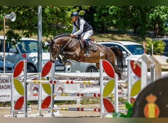 Zangersheider, Hongre, 4 Ans, 172 cm, Bai