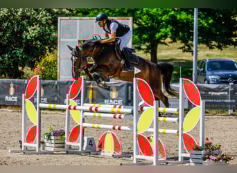 Zangersheider, Hongre, 4 Ans, 172 cm, Bai