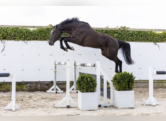 Zangersheider, Hongre, 4 Ans, 172 cm