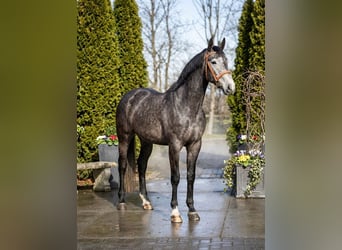 Zangersheider, Hongre, 4 Ans, 172 cm, Gris