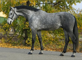 Zangersheider, Hongre, 4 Ans, 172 cm, Gris pommelé