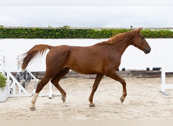 Zangersheider, Hongre, 4 Ans, 174 cm, Alezan