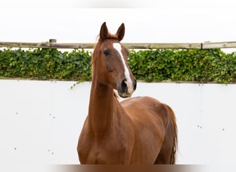 Zangersheider, Hongre, 4 Ans, 174 cm, Alezan