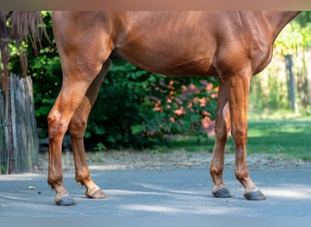 Zangersheider, Hongre, 4 Ans, 175 cm, Alezan