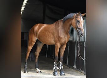 Zangersheider, Hongre, 4 Ans, 175 cm, Bai