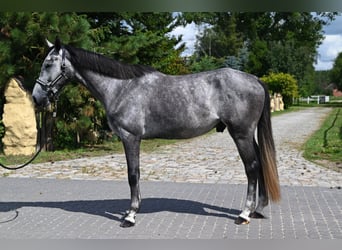 Zangersheider, Hongre, 4 Ans, 175 cm, Gris
