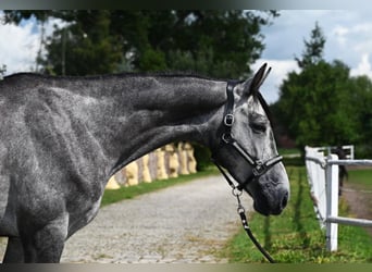 Zangersheider, Hongre, 4 Ans, 175 cm, Gris