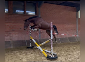 Zangersheider, Hongre, 4 Ans, 176 cm, Bai