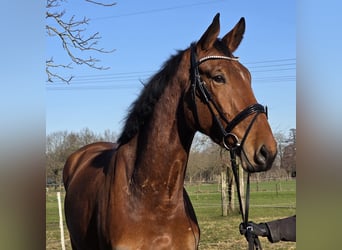 Zangersheider, Hongre, 4 Ans, 176 cm, Bai