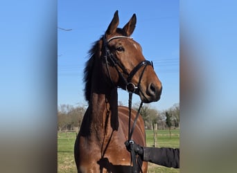 Zangersheider, Hongre, 4 Ans, 176 cm, Bai