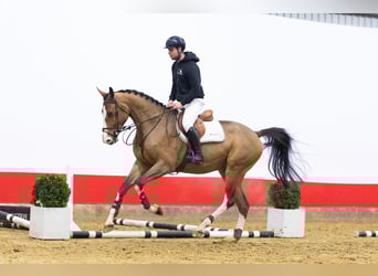 Zangersheider, Hongre, 4 Ans, 177 cm