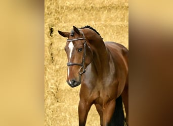 Zangersheider, Hongre, 4 Ans, 179 cm, Bai brun