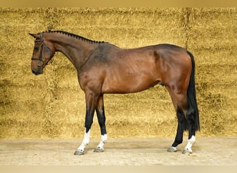 Zangersheider, Hongre, 4 Ans, 179 cm, Bai brun