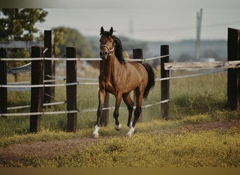 Zangersheider, Hongre, 4 Ans