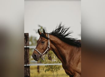 Zangersheider, Hongre, 4 Ans
