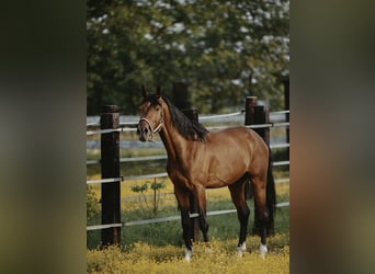 Zangersheider, Hongre, 4 Ans