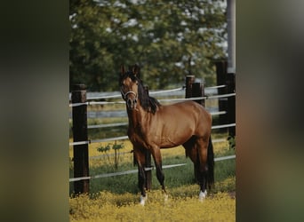 Zangersheider, Hongre, 4 Ans
