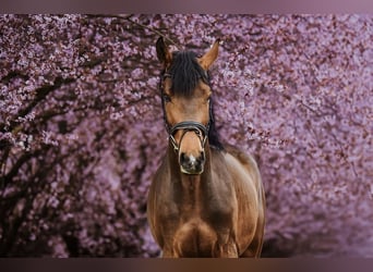 Zangersheider, Hongre, 4 Ans