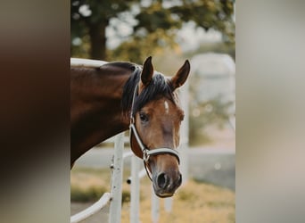 Zangersheider, Hongre, 4 Ans