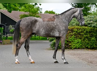 Zangersheider, Hongre, 4 Ans, Gris