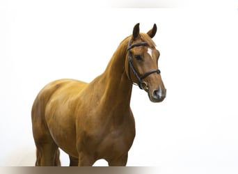 Zangersheider, Hongre, 5 Ans, 158 cm, Alezan