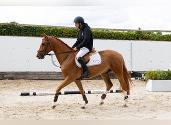 Zangersheider, Hongre, 5 Ans, 158 cm, Alezan