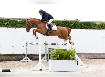 Zangersheider, Hongre, 5 Ans, 158 cm, Alezan