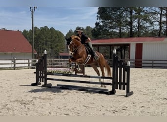 Zangersheider, Hongre, 5 Ans, 160 cm, Alezan brûlé