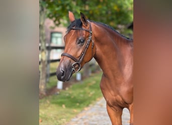 Zangersheider, Hongre, 5 Ans, 162 cm, Bai cerise