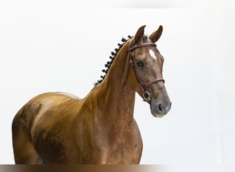 Zangersheider, Hongre, 5 Ans, 163 cm, Alezan
