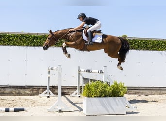 Zangersheider, Hongre, 5 Ans, 163 cm, Alezan