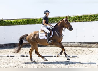 Zangersheider, Hongre, 5 Ans, 163 cm, Alezan