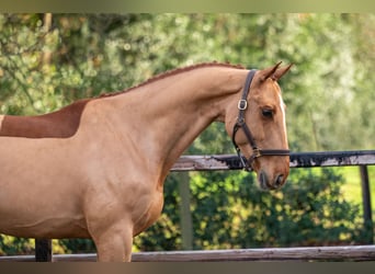 Zangersheider, Hongre, 5 Ans, 165 cm, Alezan