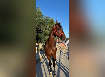 Zangersheider, Hongre, 5 Ans, 165 cm, Bai brun