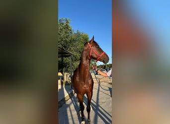 Zangersheider, Hongre, 5 Ans, 165 cm, Bai brun
