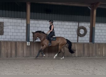 Zangersheider, Hongre, 5 Ans, 165 cm, Bai