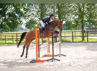 Zangersheider, Hongre, 5 Ans, 165 cm, Bai