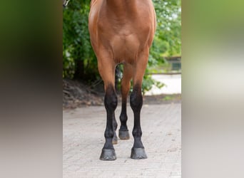 Zangersheider, Hongre, 5 Ans, 165 cm, Bai