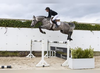 Zangersheider, Hongre, 5 Ans, 165 cm