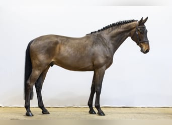 Zangersheider, Hongre, 5 Ans, 165 cm