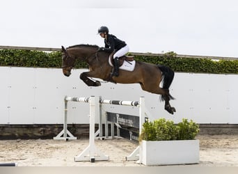 Zangersheider, Hongre, 5 Ans, 165 cm